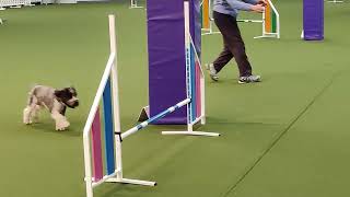 VID 20241206 181629 Teddy at agility