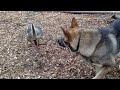 when animals messed with the wrong opponent