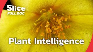 Plants That Hear, Touch, and Remember | FULL DOCUMENTARY