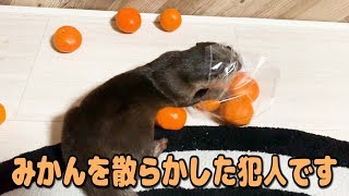 みかんとカワウソとときどきあいるん【しゃもじ】orange otter