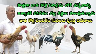 జాతి కోళ్ల పెంపకం ఎలా ప్రారంభించాలి#agriculture#poultry#farming#telugu#farmer #trending#viralvideo