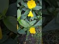 Oenothera pilosella #flowers #asmr #garden #shorts