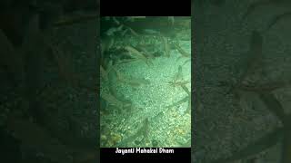 Jayanti Mahakal Dham !Under Water 💧View of River fish 🐠🐋🐟#maxxovlogs #mahakalDham #jayanti