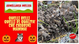 Che Chiodini Mamma! Finalmente Armillaria Mellea Strepitosi ceppi di Chiodino! By Luca Corbara