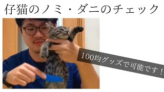 犬猫のノミ・ダニの簡単チェック！