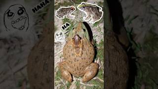 Laughter Frog finally jumps on | funny catching frogs flying | jump jump funny frogs | Prank animal