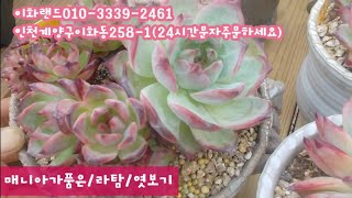 매니아가키운/라탐/엿보기    이화랜드010-3339-2461