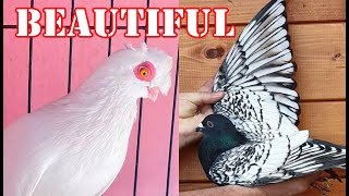 AMAZING FANCY PIGEON BREEDS VIDEO | EYE CATCHING PIGEON BREEDS COLLECTION #24