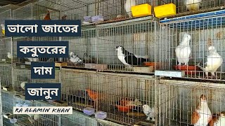 ভালো জাতের কবুতরের দাম জানুন। টঙ্গী কবুতর বাজার। গাজীপুর টঙ্গী কবুতরের বাজার।