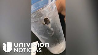 Video: Una pareja encuentra una rana dentro de su bebida en un restaurante en Florida