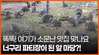 [오늘의 세계] 똑똑! 여기가 소문난 맛집 맞나요… 너구리 파티장이 된 앞 마당?!