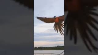 Young and adult birds, snowy owl, macaw, sparrow, burrowing owl