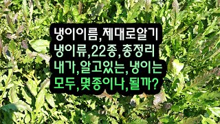 냉이이름 제대로알기, 냉이류22종교통정리, 오동정이 너무 많은 냉이류,