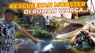 ANGKUT BELASAN IKAN MONSTER DARI KOLAM WARGA JAKBAR ❗