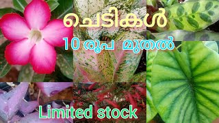 10 രൂപ മുതൽ ചെടികൾ.......#plants #gardening