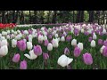 hoa tulip công viên hitachi irabaki japan tulip flowers in hitachi park