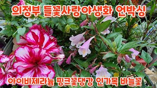 위정부 들꽃사랑야생화 #인가목 #아이비제라늄 #바늘꽃 #분홍꽃댕강