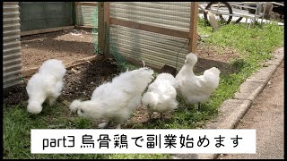 part3 素人が真剣に烏骨鶏で副業始めます。DIY鳥小屋も完成しました😊雄、雌の判断もついて来た？おすすめの孵化時期お伝えします👍