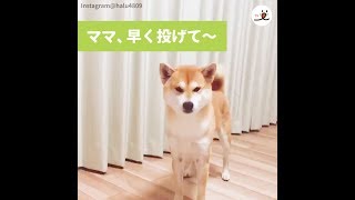 ノリノリだったのに…。ママとおもちゃで遊ぶ柴犬のテンションが３回目で…😣【PECO TV】