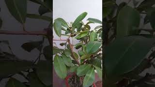 Duhat tree - The java plum - Bonsai