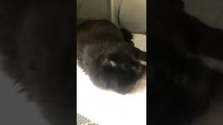 【閲覧注意】⑧洋猫ミックスのクロちゃんの嘔吐物