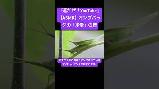 【ASMR】オンブバッタの「求愛」の音 #insects #sound #虫の音 #sdgs #asmr #yt #insects #video #matingseason #courtship #虫