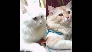 Adorable Snowbell and Innocent Golu || My Pet Cats || Haseem Malik