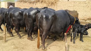 ملک محمدنوازوٹو613گ ب | 5بھینسیں برائے فروخت19فروری Neli Ravi Buffaloes for Sale on  Eitfaaq Tv