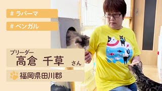 美しいベンガル猫、ラパーマにうっとり♪高倉千草ブリーダーの猫舎を訪問