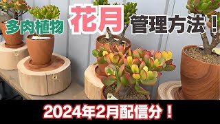 【切り抜き動画】2024年2月配信分！多肉植物(花月)管理方法！#多肉植物 #花月 #植物家族 #開花園 #kaikaen