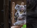 BABY KOALA GETTING OUT OF THE POUCH