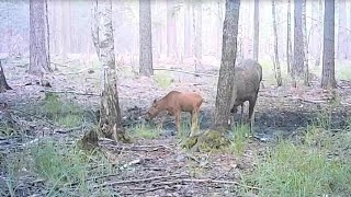 An MOOSE with a CALF came to a forest puddle on a hot day