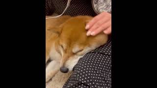 【柴犬呆萌shorts】下雨天不想要吹毛毛☹️ 偷兇姐姐ᶘ ᵒᴥᵒᶅ  猩猩不要來亂🦍😡