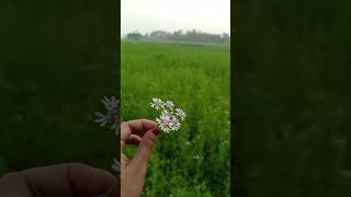 বলেন তো এই ফুলের নাম কী,,?🌸💐💮🌺 #foryouシ #foryoupageシ #fypシ゚ #villagelife #flowers #village #fypシ゚vi