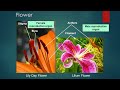 Sexual Reproduction in Flowering Plants