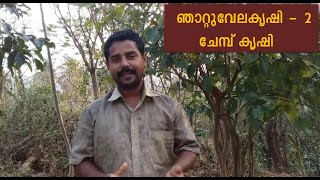 ഞാറ്റുവേലകൃഷി - ചേമ്പ്     Njattuvelakrishi part - 2 Colocasia ജൈവകൃഷിയില്  ചേമ്പ് എങ്ങിനെ ചെയ്യാം.