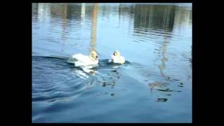 Schwanen-Kampf / Swan Fight