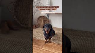 Do you want to get a Dachshund? | #dachshund #shorts