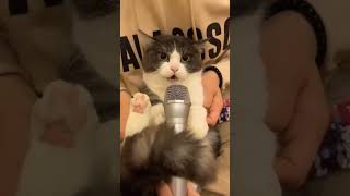 Cat Sing Gasolina##shortsvideo #funnycats #viralreels #cat #shortsvideo#shortreels #ok #viralreels