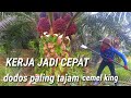 cara panen sawit paling mudah dan cepat dodos no.1 paling tajam cemel king kerja cepat dan ringan