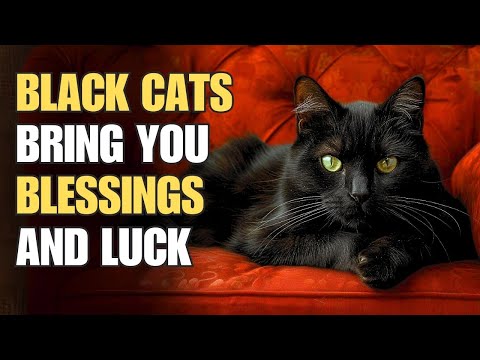 Are black kittens good luck?
