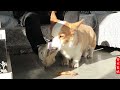 护食咬人的小柯基开始上课，一节课废掉一双鞋！ corgi with food aggression started training. a pair of shoes gone