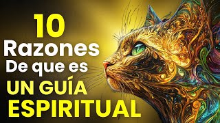 No sabías esto de tu gato | NO LO VERAS CON LOS MISMOS OJOS