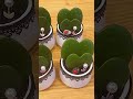 다육 식물 하트호야 분갈이 ハートホヤ鉢植え sweetheart hoya shorts plants