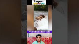 Respect Video Dog And Fish💯🔥😱#amazing #viral #respect #trending #reels #ytshort #shorts