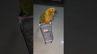 பிட்டு படம் / அட நம்ம பறவை பேருங்க அது Sun conure