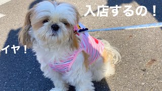 【頑固犬】お店に入店したいとゴネるシーズー（笑）！飼い主は大爆笑でしたｗ