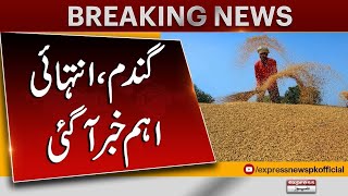 Wheat In Pakistan | Latest Updates | Farmer In Pakistan | Latest News | Pakistan News