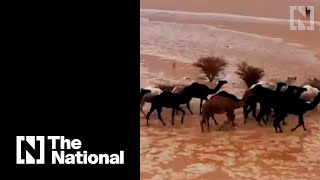 Shepherd calls camels stuck in Saudi flood