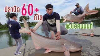 ปลาบึก 60+ กิโล l บ่อตกปลาคนนนท์ l ZeroAlmond Fishing EP.7